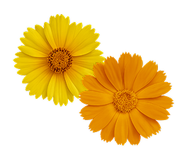 image deux fleurs