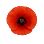 fleur Coquelicot