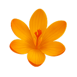 fleur Crocus