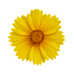 fleur Créopsis