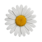 fleur Marguerite