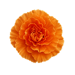 fleur Oeillets